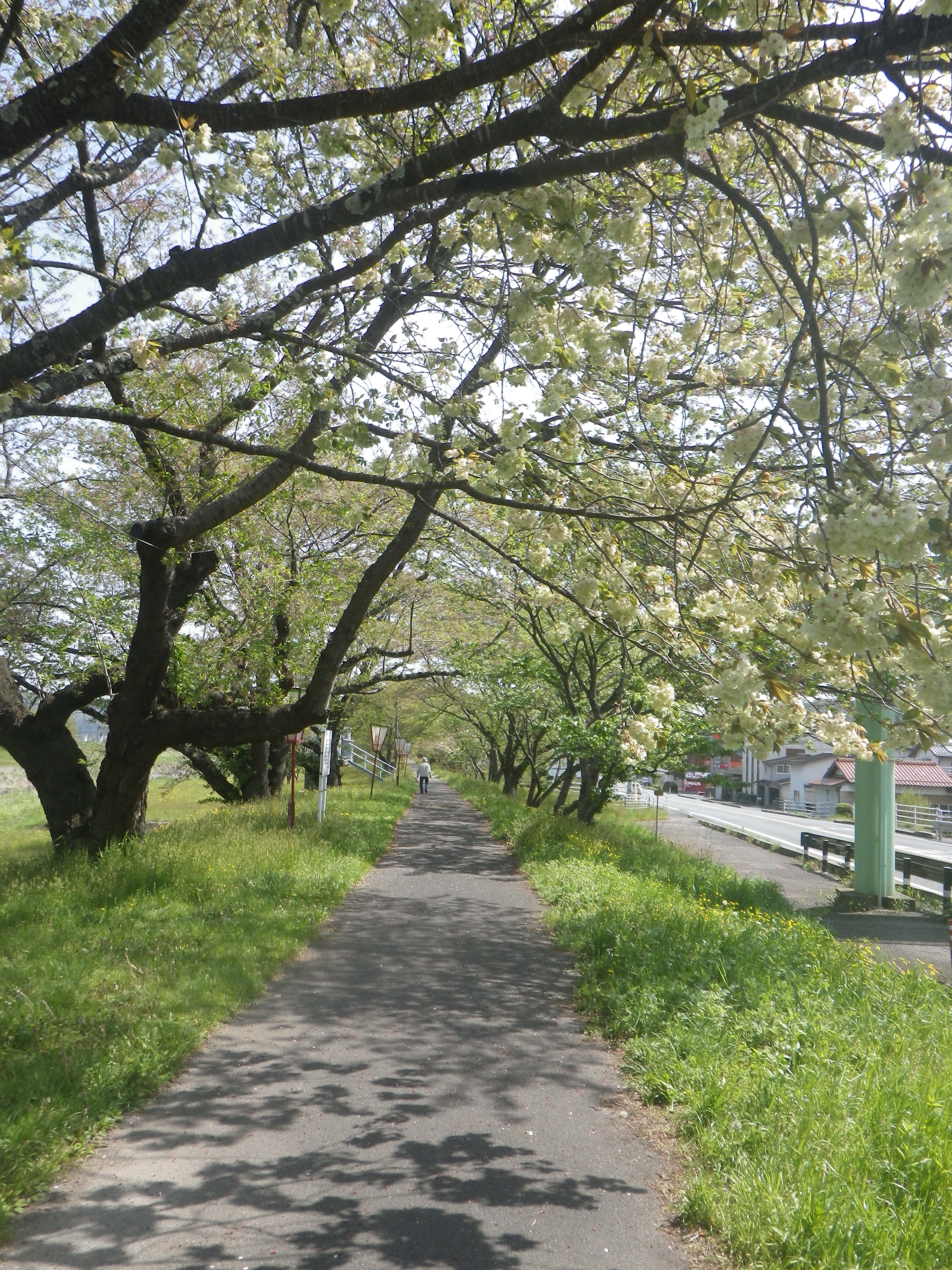 三刀屋で緑の桜 御衣黄を 観光 コラム 裏情報 イベント情報満載の島根を応援する島根県公認コミュニティ リメンバーしまね