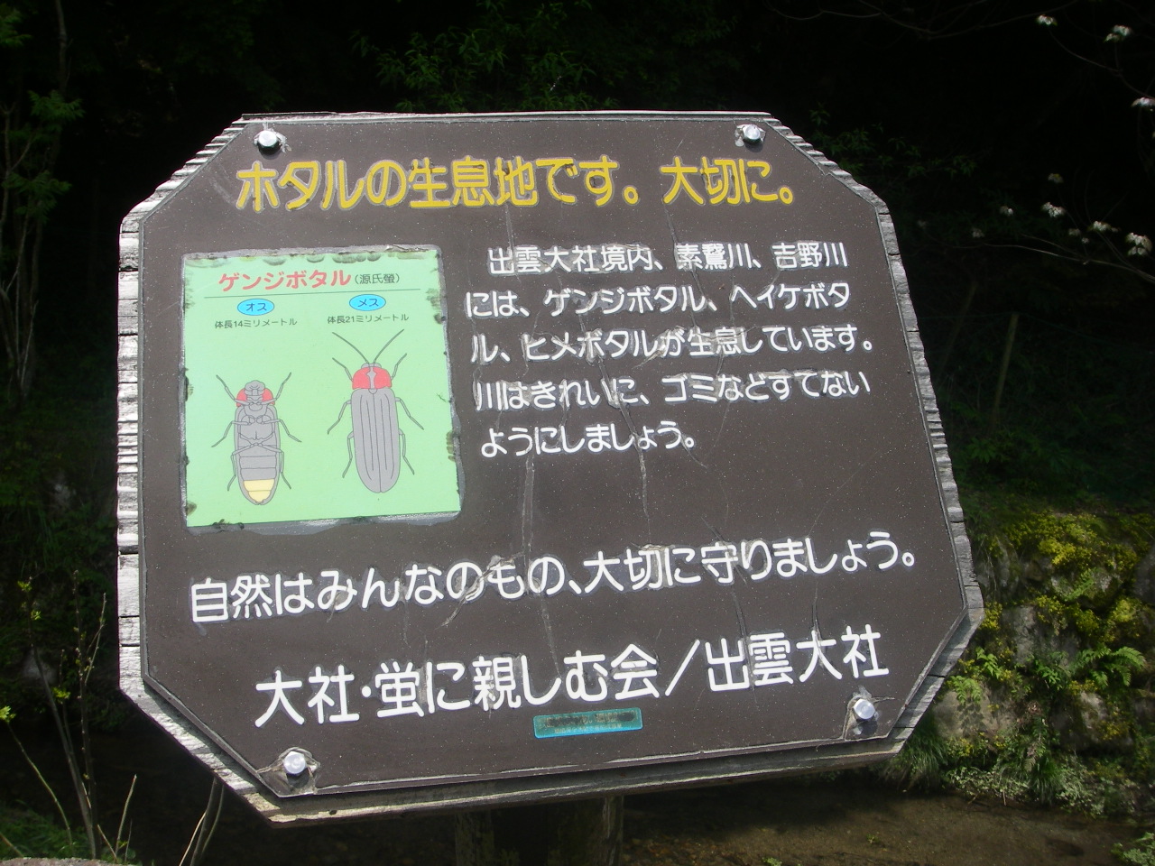 出雲大社のすぐ裏は ホタルもいればシカも出る 観光 コラム 裏情報 イベント情報満載の島根を応援する島根県公認コミュニティ リメンバーしまね